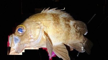 ド根性メバルがこんばんわ